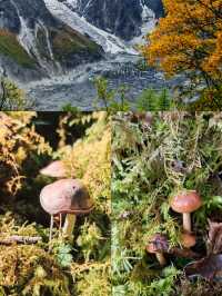 西藏的秋天，把半壁絕色都給了林芝！10月去正正好
