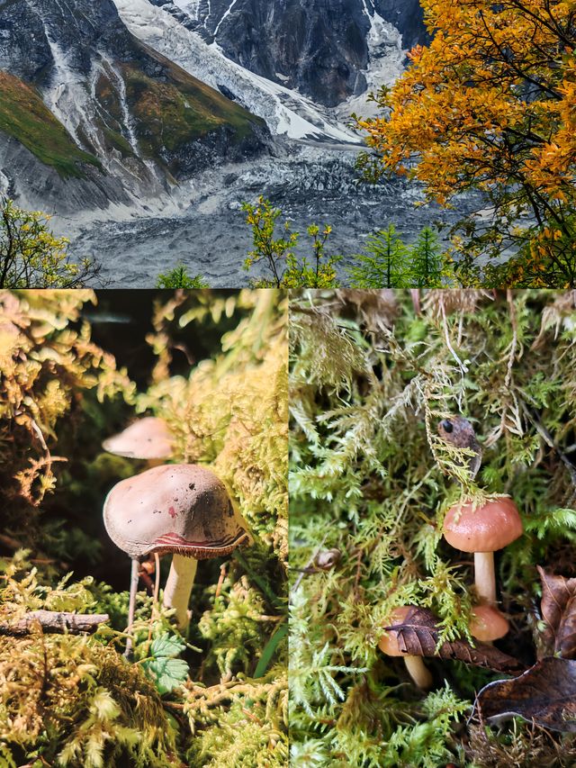 西藏的秋天，把半壁絕色都給了林芝！10月去正正好