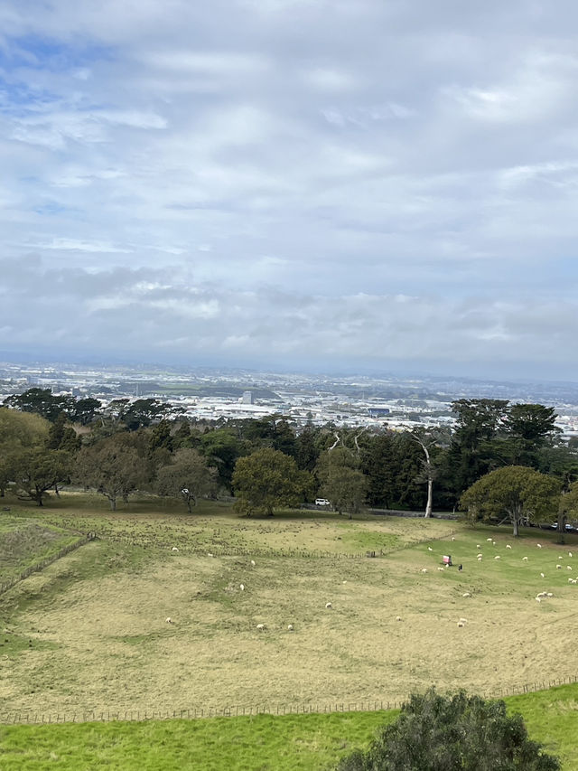 🌳 Cornwall Park: Auckland's Green Heart Where City Meets Serenity!  Escape into 425 acres of rollin