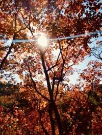 【濟南紅葉谷遊玩全攻略】一年僅此一季，邂逅泉城最美秋色！