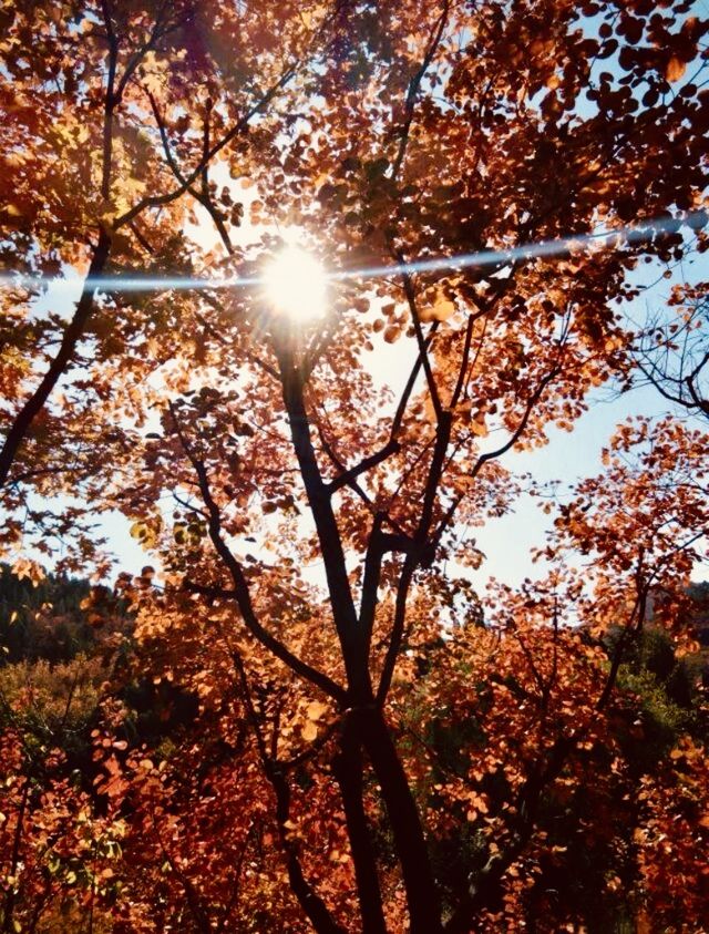 【濟南紅葉谷遊玩全攻略】一年僅此一季，邂逅泉城最美秋色！