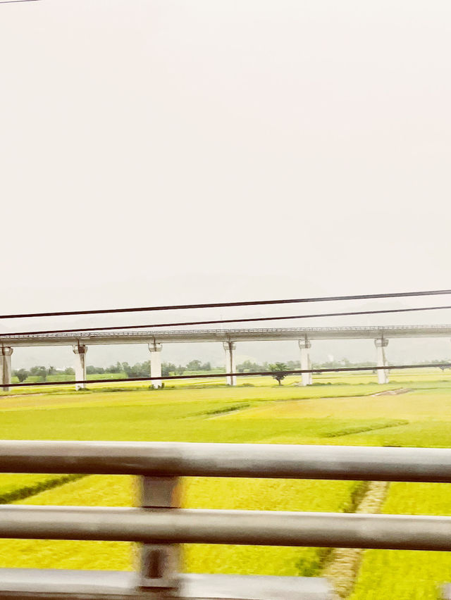 🌾 Brown Avenue: Where Golden Rice Fields Meet Infinite Skies! 🌤️