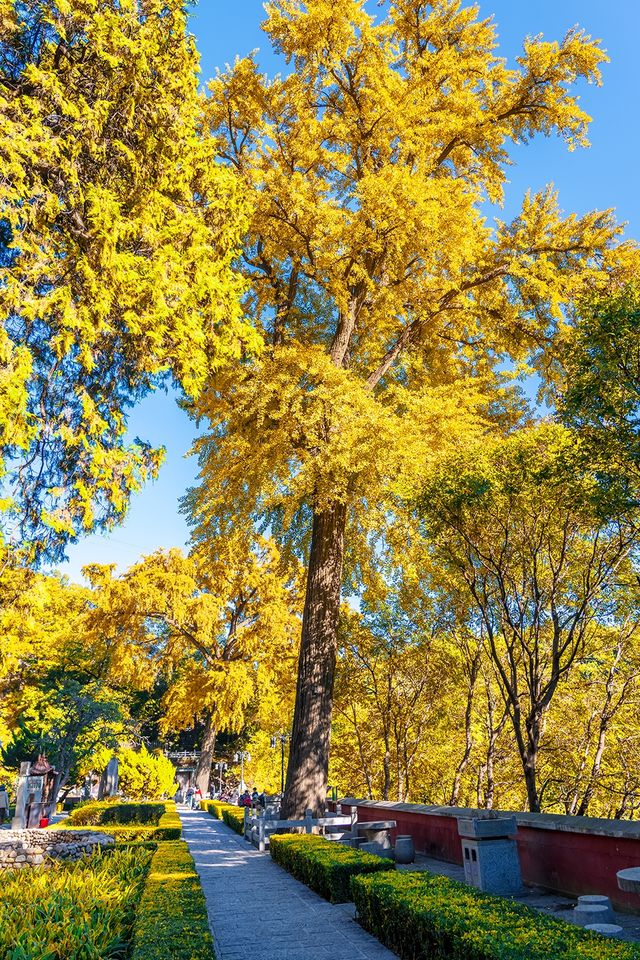 北京出發1小時，去乾隆巡行過的仙山賞秋去