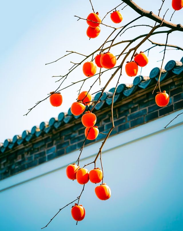 從青果到紅柿：一棵柿樹，把“事事如意”結滿了枝頭