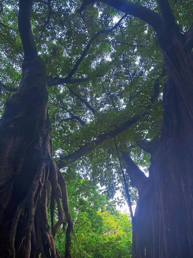 深圳公園|中山公園 深圳公園|中山公園