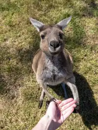 南澳大利亞攻略｜誰沒來過袋鼠島我都會傷心