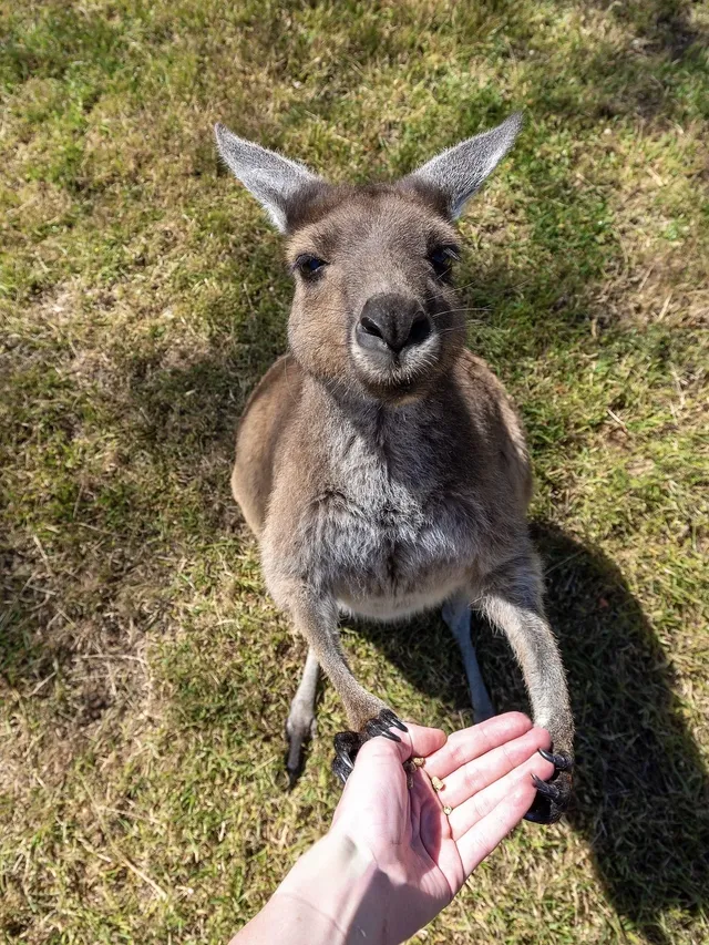 南澳大利亞攻略｜誰沒來過袋鼠島我都會傷心