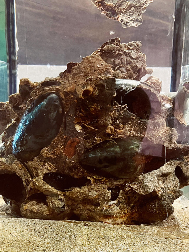 🏛️ Galle Maritime Museum: Where Chinese Porcelain Meets Ocean Legends! 🌊