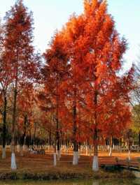 秋日限定西安浐灞濕地公園美翻了免費童話秘境打卡攻略