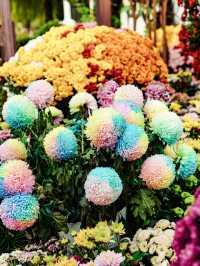 來武漢江灘賞菊吧