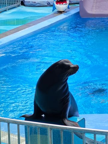 深圳海底世界必打卡~小梅沙海洋館 深圳海底世界必打卡~小梅沙海洋館