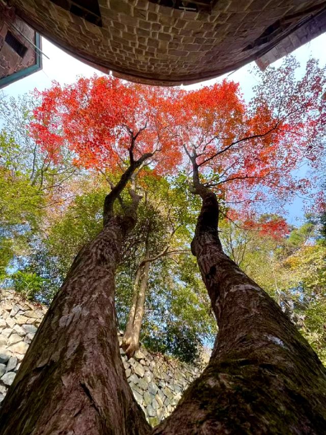 莫干山賞秋攻略｜被大自然調色盤美哭的童話世界！