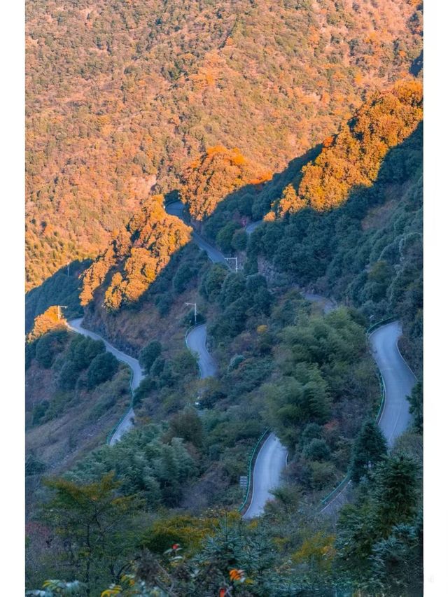 枕山聽水！皖南紅杉林 + 免費挖筍美宿