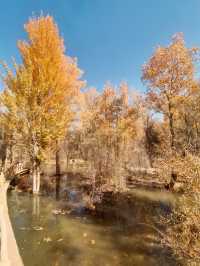 絕美秋色！在金塔胡楊林邂逅金色童話