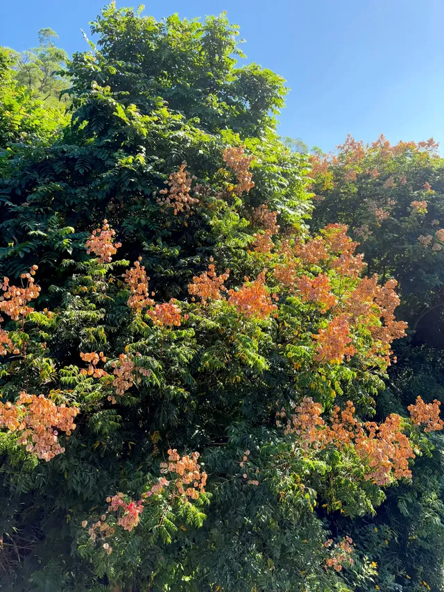 在廈門秋日最美山海步道全程下坡