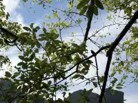 11月黃果樹瀑布實況