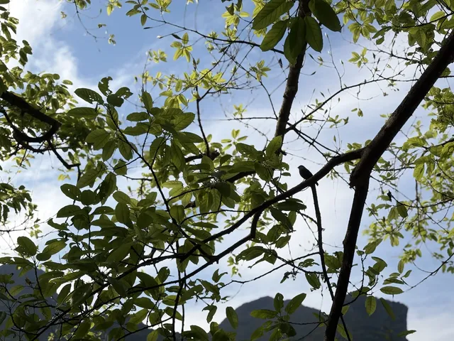 11月黃果樹瀑布實況 11月黃果樹瀑布實況