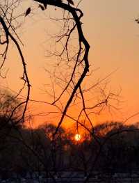 瀋陽冬日限定！北陵日落把皇家園林染成暖金