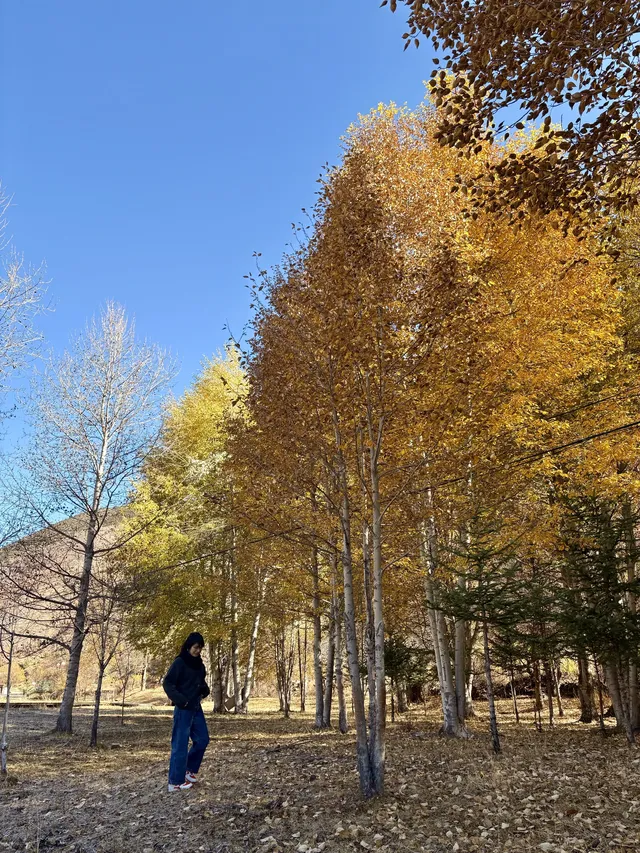 佛山秋假,帶娃去川西看不一樣的秋 佛山秋假,帶娃去川西看不一樣的秋