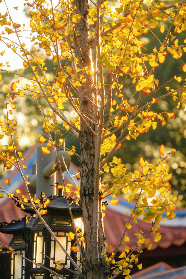 12月預告｜承天寺銀杏黃，是古城最絕的秋意