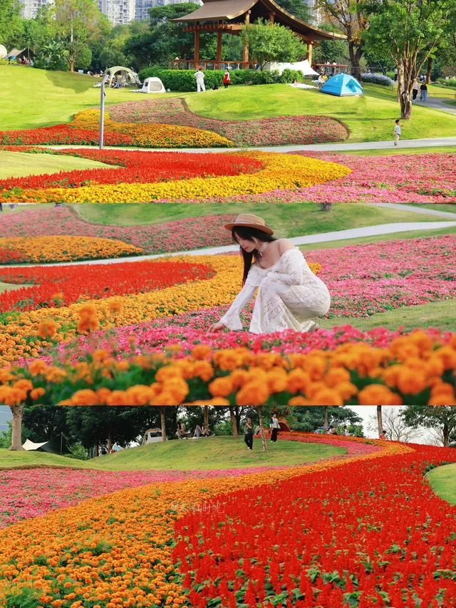深圳地鐵直達的彩虹花海!這個公園太寶藏 深圳地鐵直達的彩虹花海!這個公園太寶藏