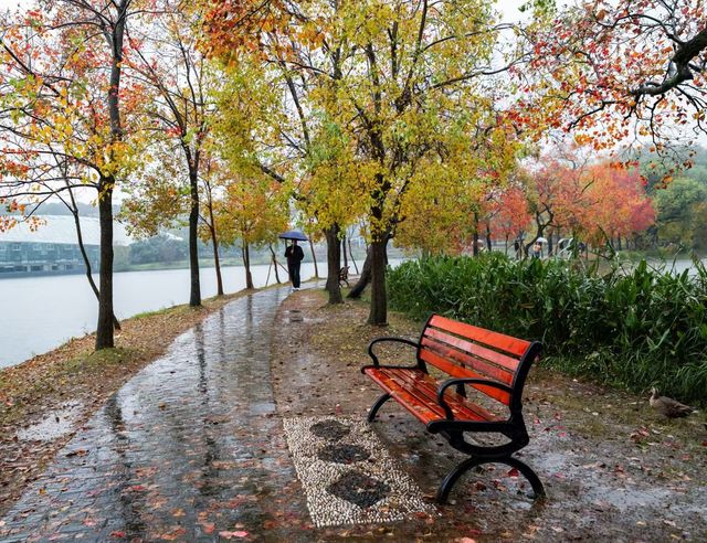 獨享絕美秋景!南京植物園月牙堤紅葉雨景打卡攻略 獨享絕美秋景!南京植物園月牙堤紅葉雨景打卡攻略