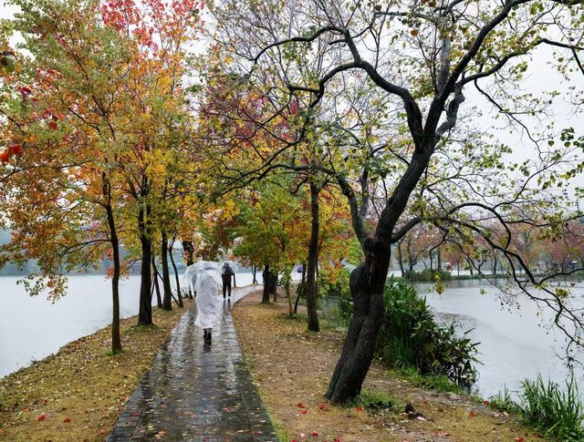 獨享絕美秋景!南京植物園月牙堤紅葉雨景打卡攻略 獨享絕美秋景!南京植物園月牙堤紅葉雨景打卡攻略