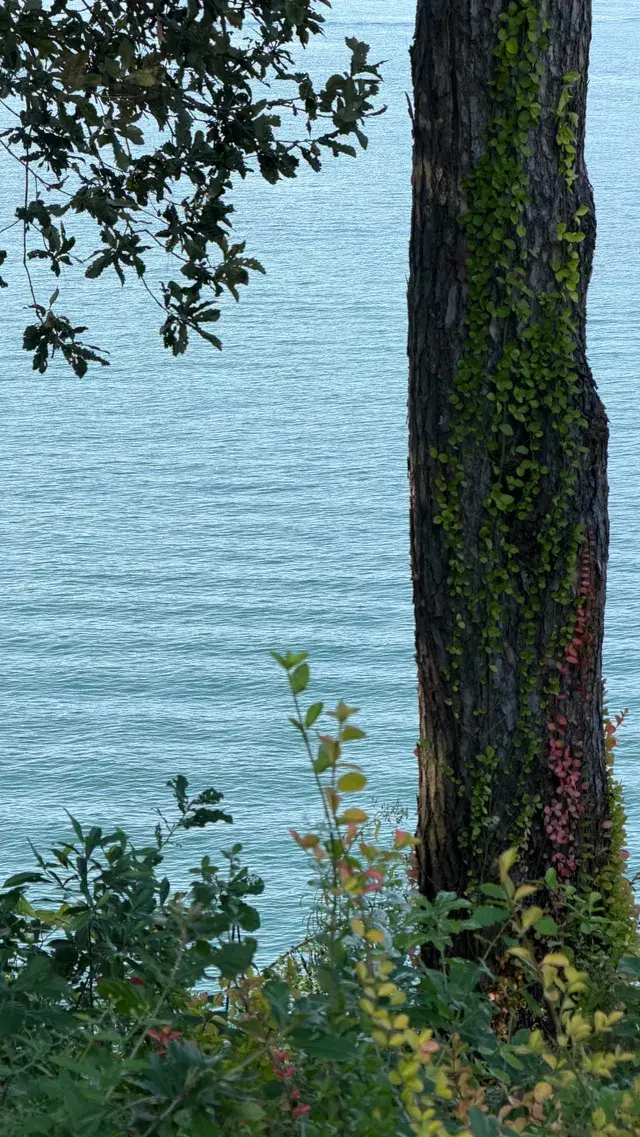 這裡不是瑞士！這裡是千島湖植物園