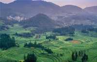 《國家地理》沒騙我羅平螺絲田真的和宣傳圖一樣美!冬春限定