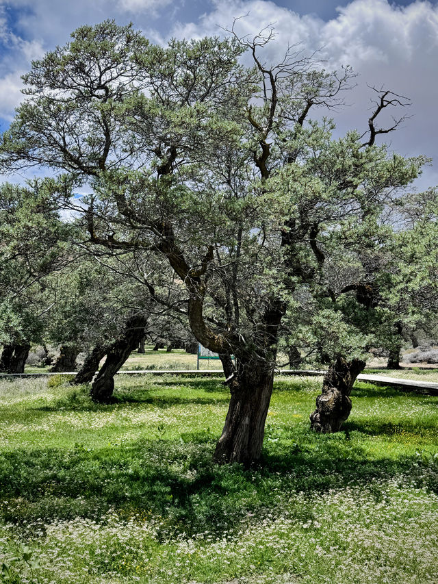 拿日雍措，水天一色的神秘聖湖