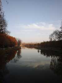 12月限定水杉紅海