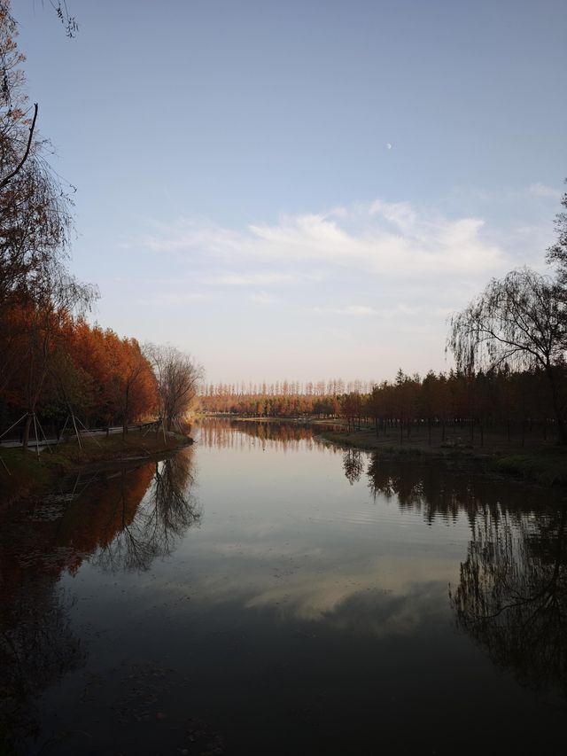 12月限定水杉紅海 12月限定水杉紅海