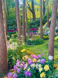 上海秋日頂流!共青菊花展免費衝人多真的有原因!