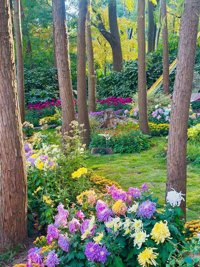 上海秋日頂流!共青菊花展免費衝人多真的有原因! 上海秋日頂流!共青菊花展免費衝人多真的有原因!