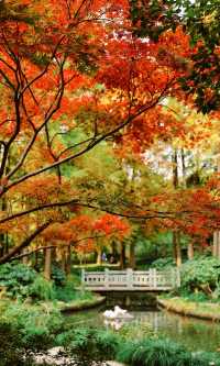 12.3上海超絕!延中綠地楓葉銀杏