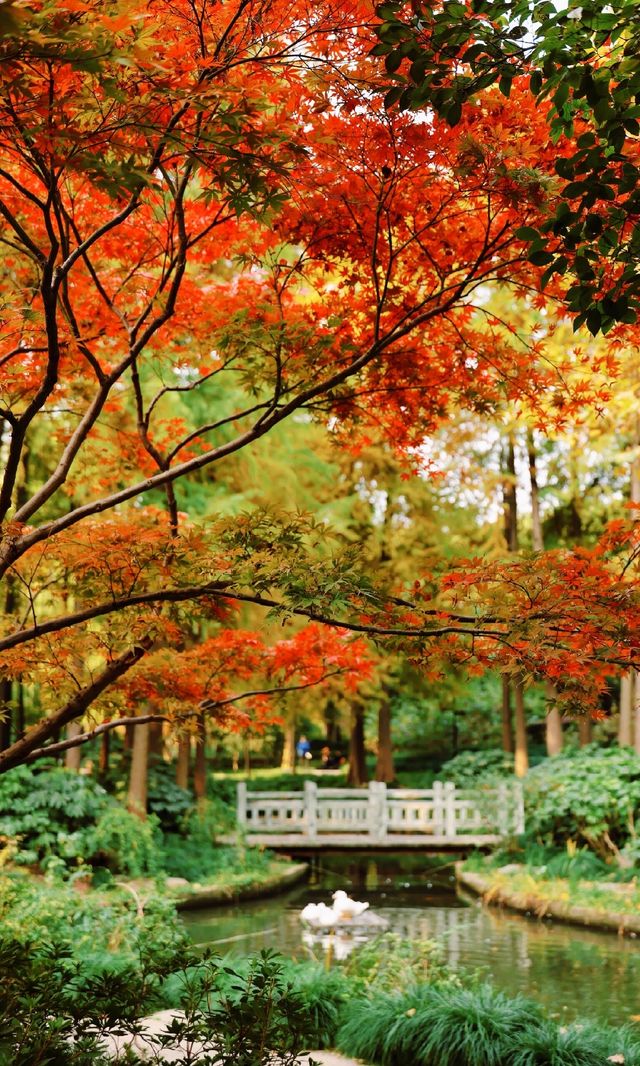 12.3上海超絕!延中綠地楓葉銀杏 12.3上海超絕!延中綠地楓葉銀杏