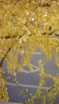 11月28日實況!局門路銀杏濃度已達85%