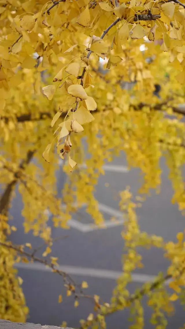 11月28日實況!局門路銀杏濃度已達85% 11月28日實況!局門路銀杏濃度已達85%