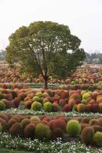魔都不可錯過的深秋聖地！地膚草海美到窒息