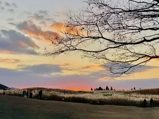 名古屋周邊遊｜記錄曾爾高原的治癒秋色