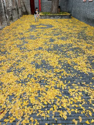 Taizhou Ginkgo Photo Spots Collection
