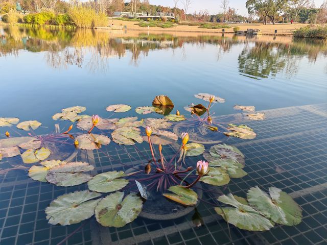 又一個公園透綠