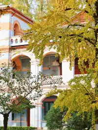 11.27這裡的絕美百年銀杏與梧桐沒人拍，快衝