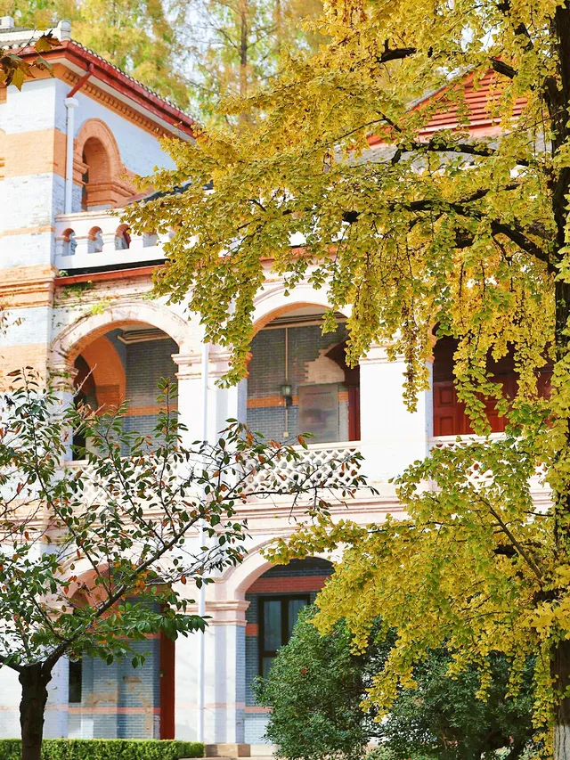 11.27這裡的絕美百年銀杏與梧桐沒人拍，快衝