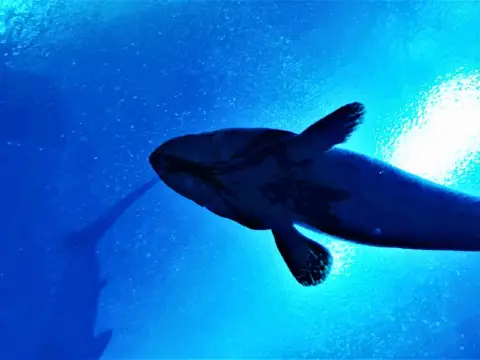 A Splash of Excitement: Inside Sydney’s Most Captivating Aquarium