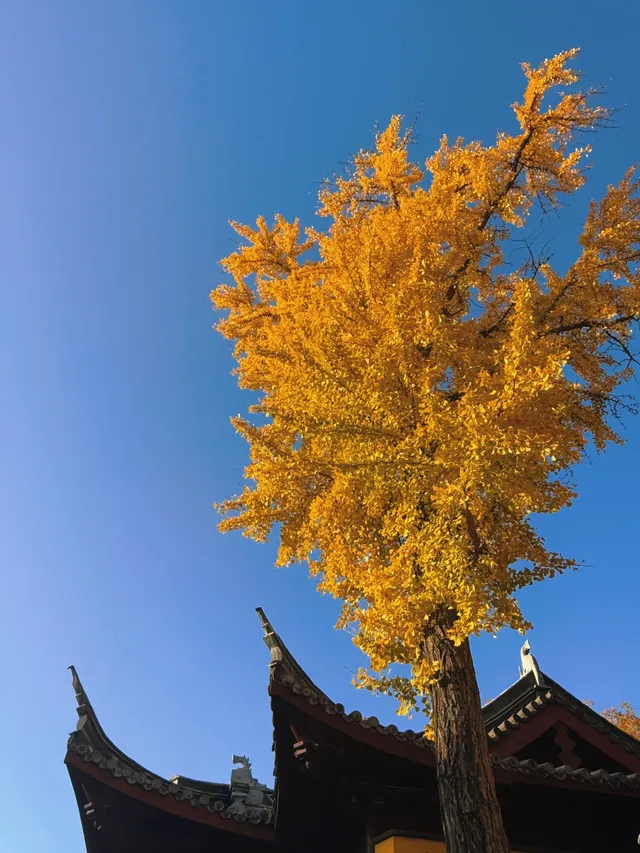 南京古雞鳴寺 | 邂逅千年梵剎的禪意