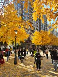 12.9live黃金城道銀杏實拍