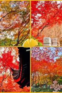 上海魔都秋日封神0元拍出國風大片