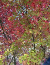 廣東-湖南極限兩天一夜