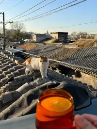 北京冬天 個胡同深處的大隱隱於市 